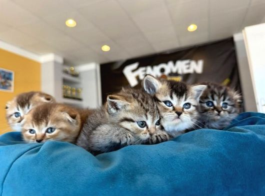 Golden Scottish Fold Yavrularimiz Ankara Mağazamizda görsel