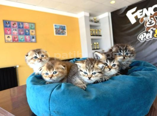 Golden Scottish Fold Yavrularimiz Ankara Mağazamizda görsel