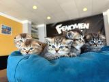 Golden Scottish Fold Yavrularimiz Ankara Mağazamizda