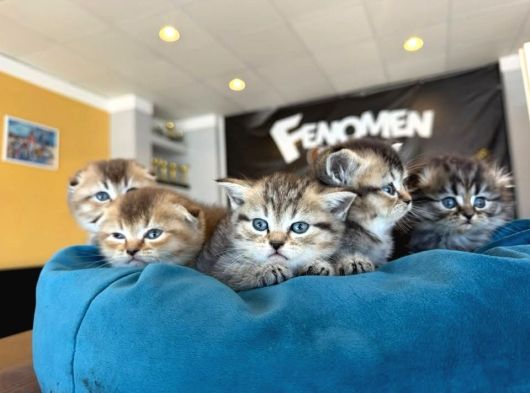 Golden Scottish Fold Yavrularimiz Ankara Mağazamizda görsel