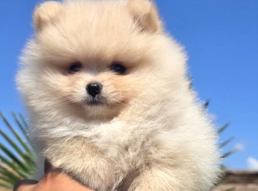 Gerçek Pomeranian Boo Kalitesi görsel