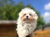 Teacup Maltese Terrier Yavruları