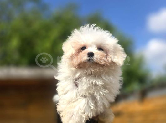 Teacup Maltese Terrier Yavruları görsel