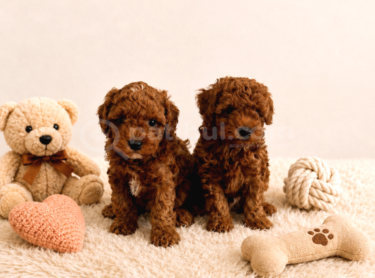 Irk Ve Sağlık Garantili Toy Poodle Yavrular görsel