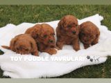 Üst Kali̇te Toy Poodle Yavrulari