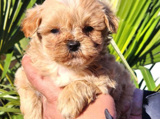 Kore Maltipoo Yavrular