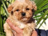 Kore Maltipoo Yavrular