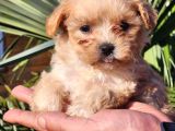 Kore Maltipoo Yavrular