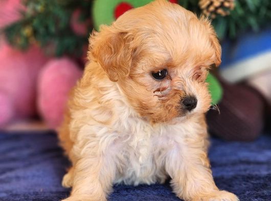 Kore Maltipoo Yavrular görsel