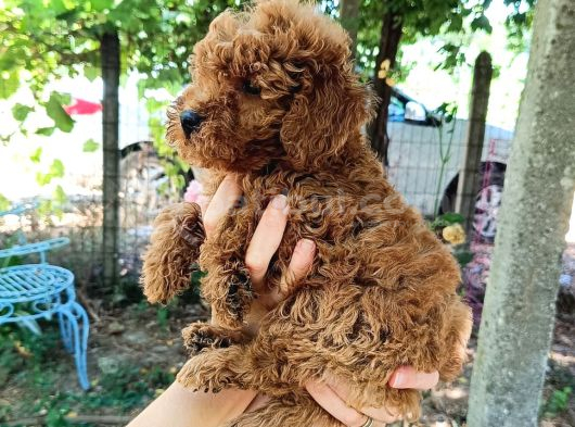 Sevimli Toy Poodle Yavrular görsel