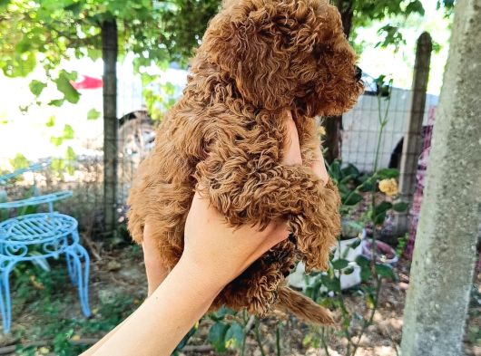 Sevimli Toy Poodle Yavrular görsel