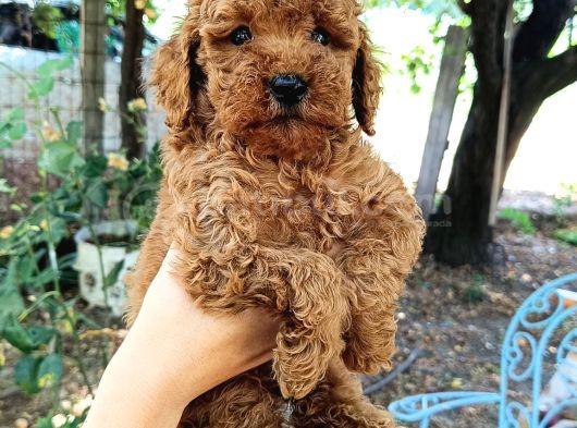 Sevimli Toy Poodle Yavrular görsel
