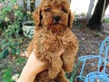 Sevimli Toy Poodle Yavrular