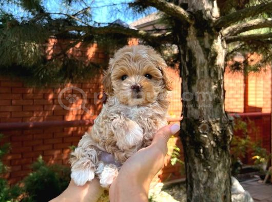 Mi̇ni̇kli̇ği̇yle Si̇zi̇ Kendi̇ne Hayran Birakicak Tea Cup Malti̇poo