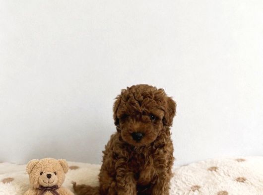 Anne Altından Red Brown Dişi Toy Poodle görsel