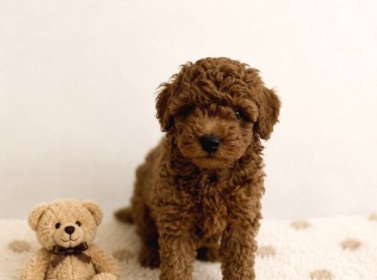 Anne Altından Red Brown Dişi Toy Poodle görsel