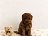 Anne Altından Red Brown Dişi Toy Poodle