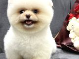 Ayıcık Boo Yavrular