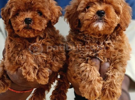 Toy Poodle Bebekler Tesli̇me Hazir görsel
