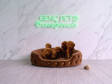 Toy Poodle Bebekler Tesli̇me Hazir