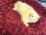 Pamuk Gibi Harika British Longhair Blue Point Yavrumuz