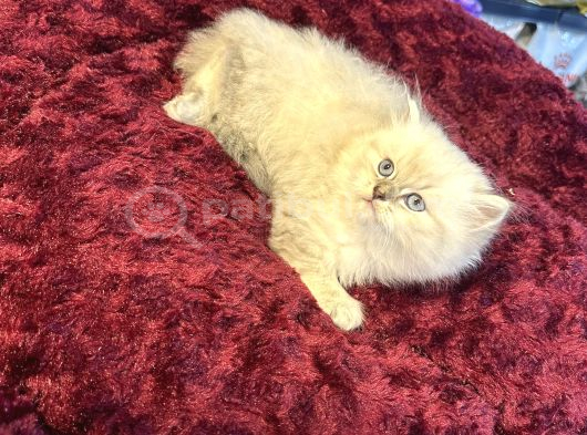 Pamuk Gibi Harika British Longhair Blue Point Yavrumuz görsel