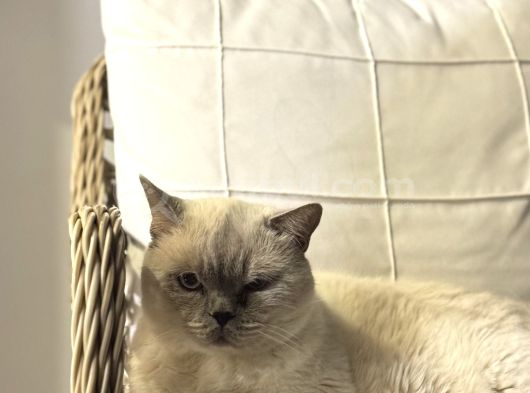 British Short Hair Bluepoint görsel