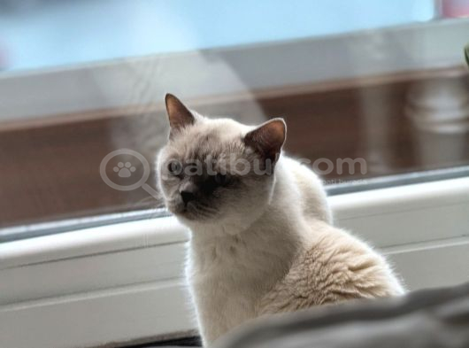 British Short Hair Bluepoint görsel