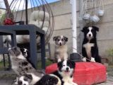 Border Collie Yavruları  Renk Seçenekleriyle
