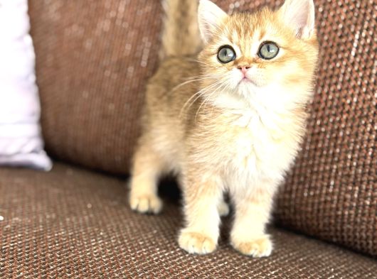 Golden sevenlere