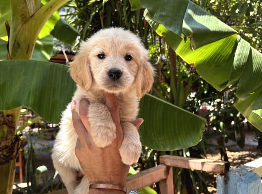 Dünyalar Tatlısı Golden Ruhsatlı Bayiden görsel