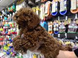 Vonalp Pet Mall Of İstanbul  Garantisiyle  Toy Poodle