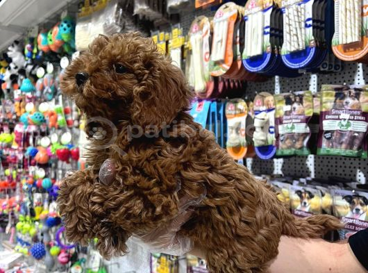 Vonalp Pet Mall Of İstanbul  Garantisiyle  Toy Poodle