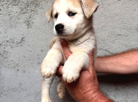 Kampanyalı Husky Yavrular görsel