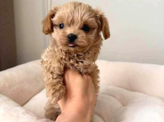 Kahve Tonlu Malti̇poo Ci̇nsi̇ Yavrular görsel