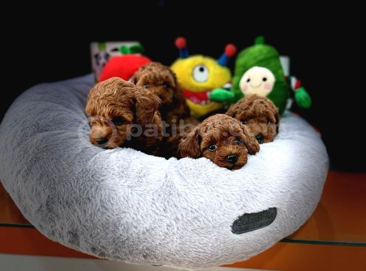 Üst Kali̇te Toy Poodle Yavrulari görsel