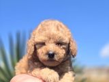 Teddy Bear Suratlı Maltipo Bebekler Teslime Hazır