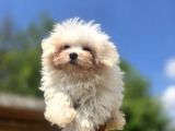 Teacup Maltese Terrier Yavruları