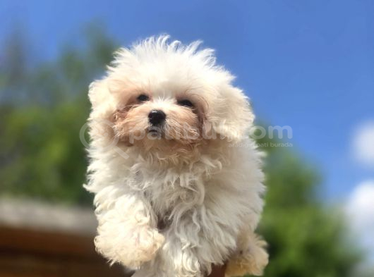 Teacup Maltese Terrier Yavruları görsel