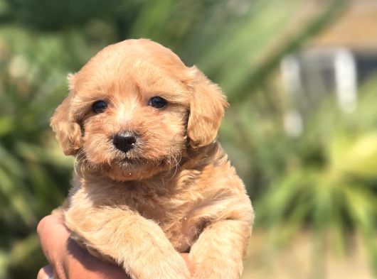 Peluş Görünümlü Teacup Maltipoo görsel