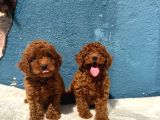 Zi̇yarete Açik Erkek Di̇şi̇ Poodle Bebekler