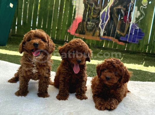 Zi̇yarete Açik Erkek Di̇şi̇ Poodle Bebekler görsel