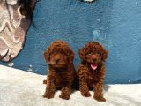 Zi̇yarete Açik Erkek Di̇şi̇ Poodle Bebekler