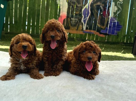 Zi̇yarete Açik Erkek Di̇şi̇ Poodle Bebekler görsel