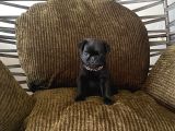Tuvalet Eği̇ti̇mli̇ Aşili Pug Erkek Bebek
