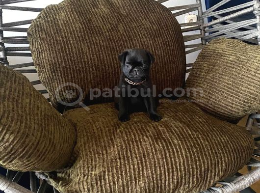 Tuvalet Eği̇ti̇mli̇ Aşili Pug Erkek Bebek görsel