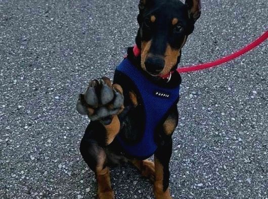 Psi̇koloji̇ Düzelten Doberman görsel