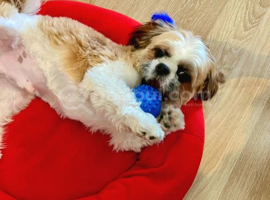 Tatlı Ve Minik Shih Tzu Bebeğimiz Yeni Yuvasını Arıyor