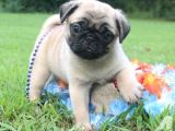 Sevi̇mli̇ Pug Mops Yavrular