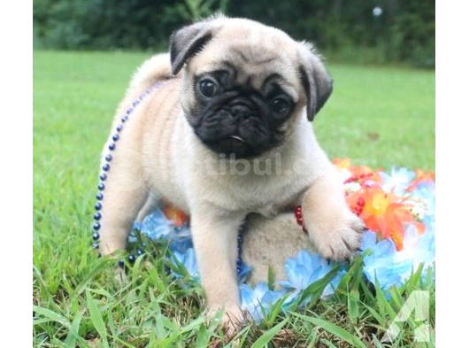 Sevi̇mli̇ Pug Mops Yavrular